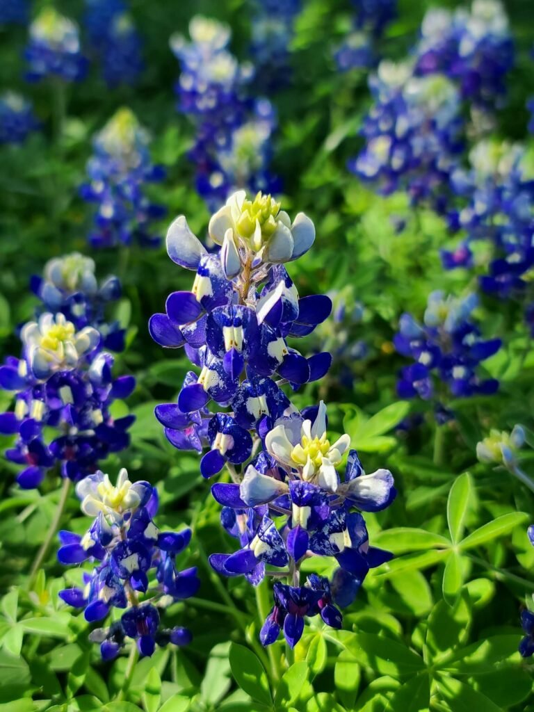 Hewitt Texas Blue Bonnet Flowers